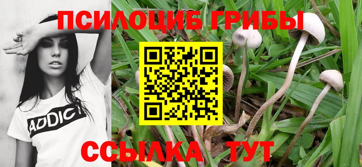 Псилоцибиновые грибы MAGIC MUSHROOMS Вышний Волочёк